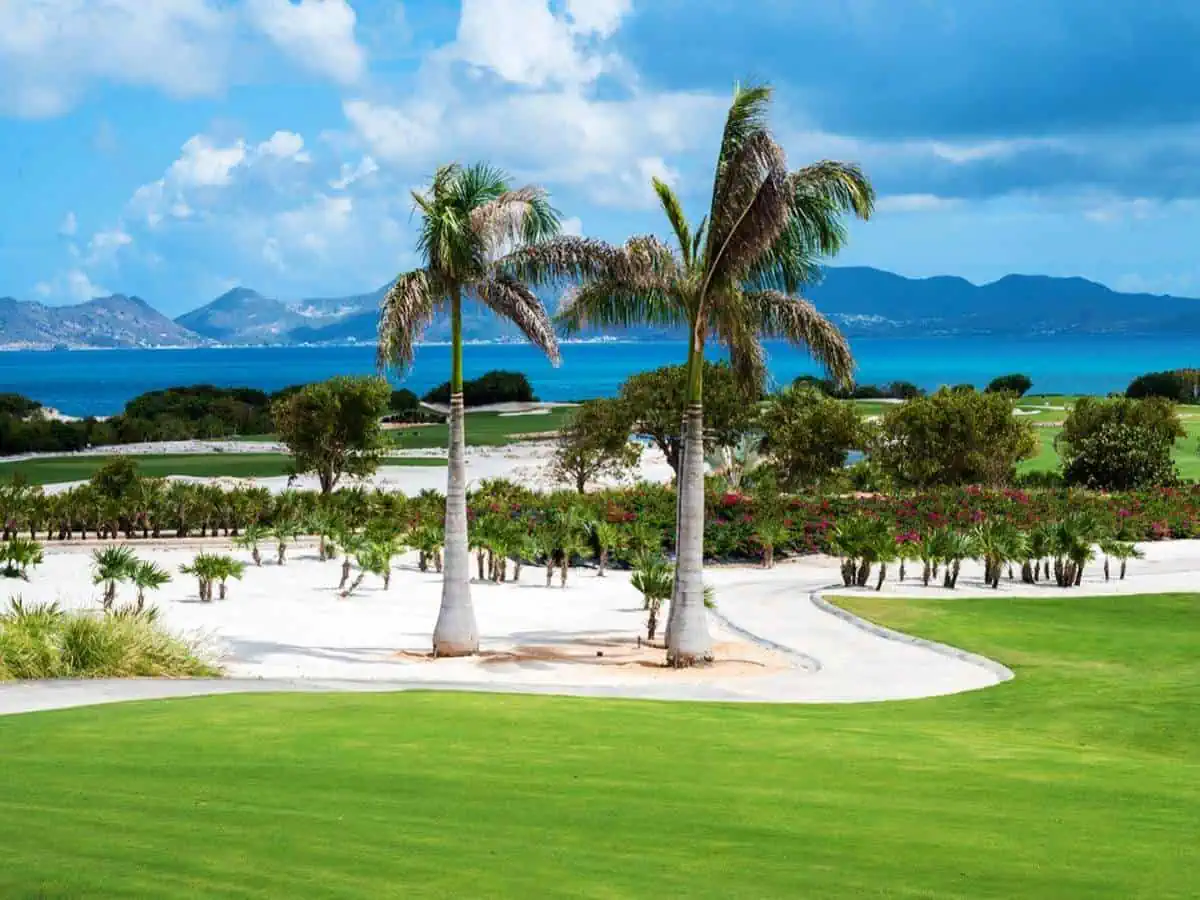 Palm trees on  a golf course. 