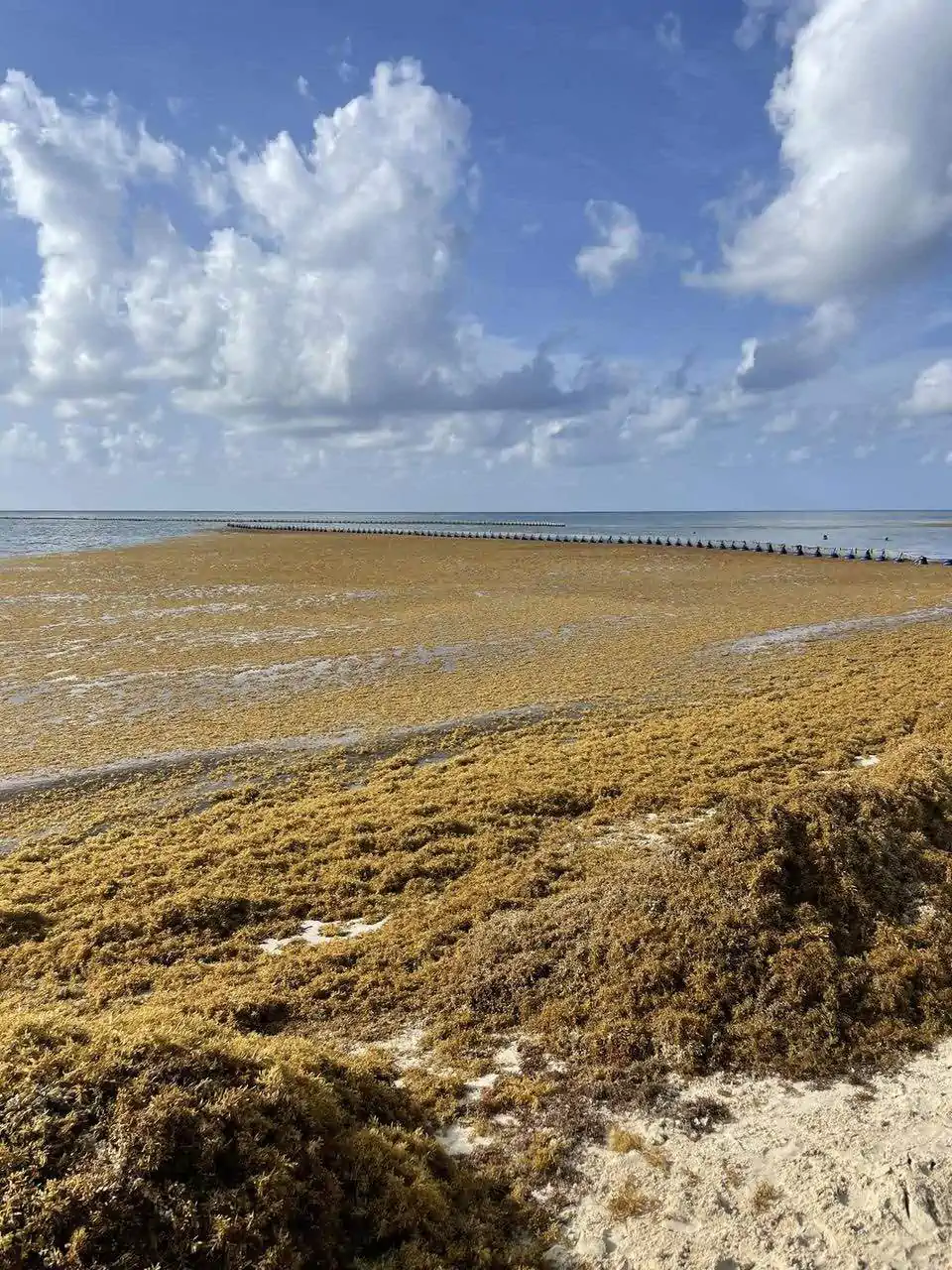 Sargassum seaweed in Playa del Carmen in 2022.