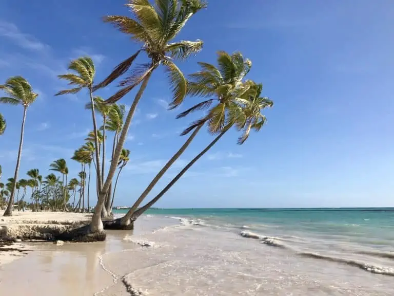 Palm trees on Juanillo beach a secluded Punta Cana beach in Dominican Republic.