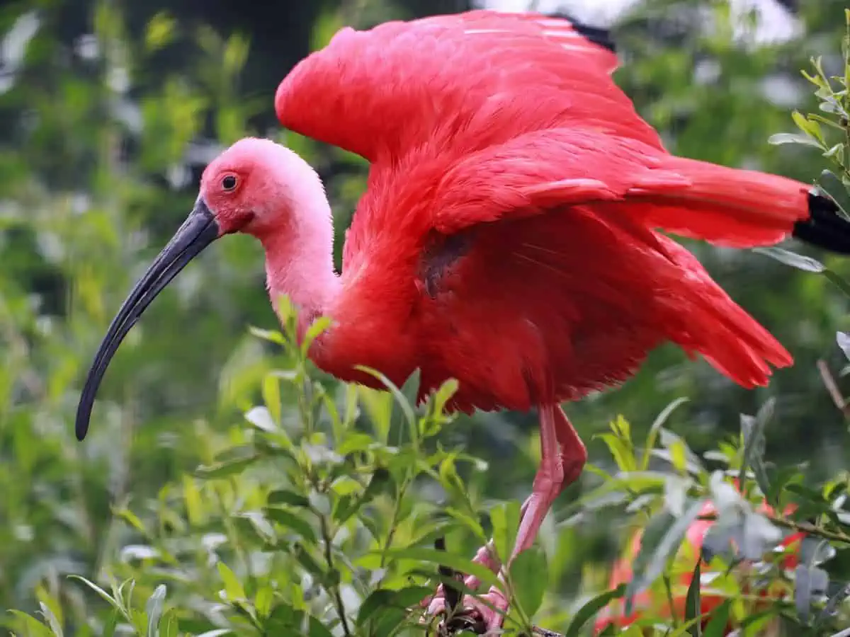 A close-up of a scarlet ibis in Trinidad and Tobago. 