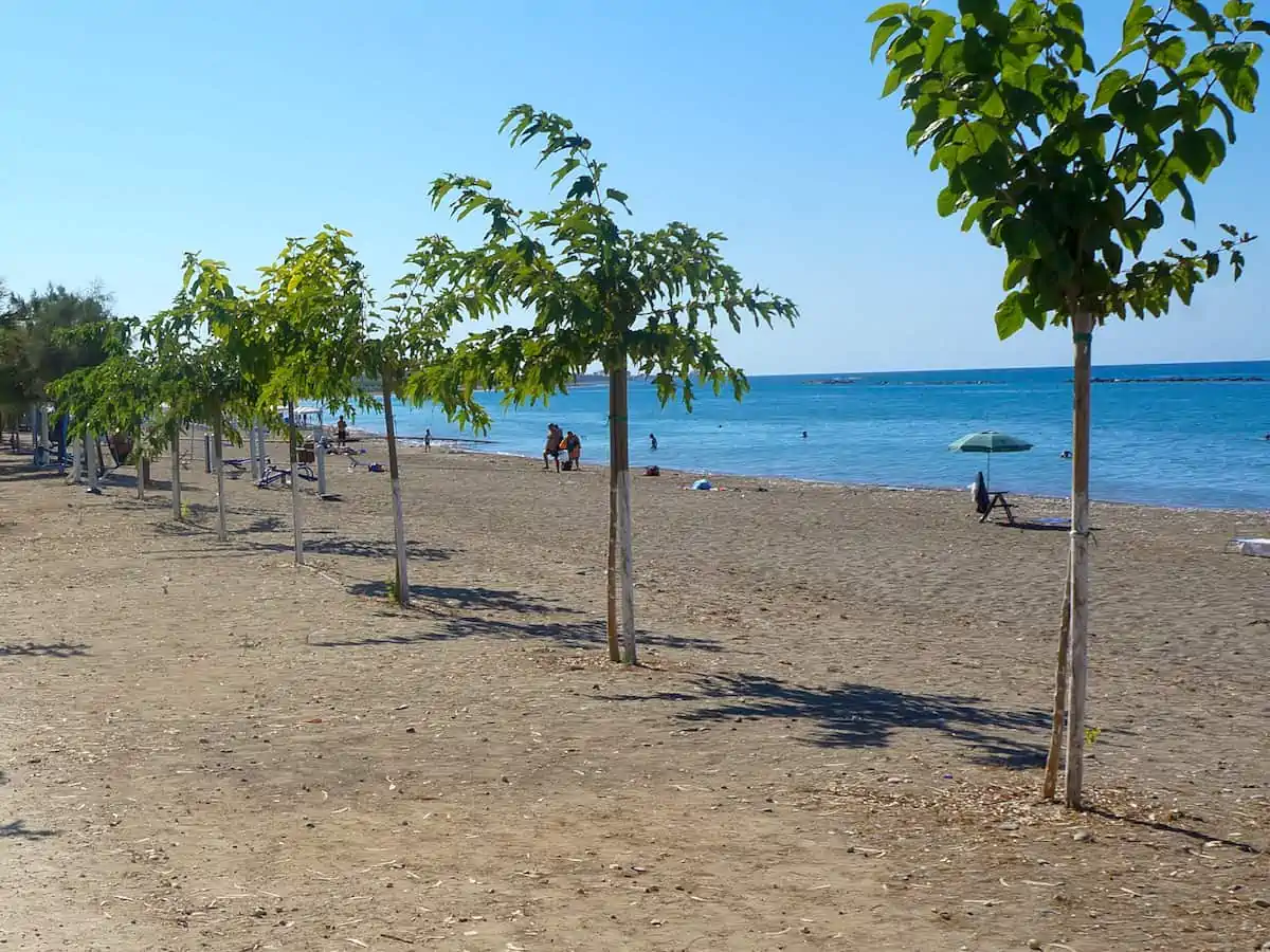 A row of trees at Geroskipou Municipal Beach in Paphos.