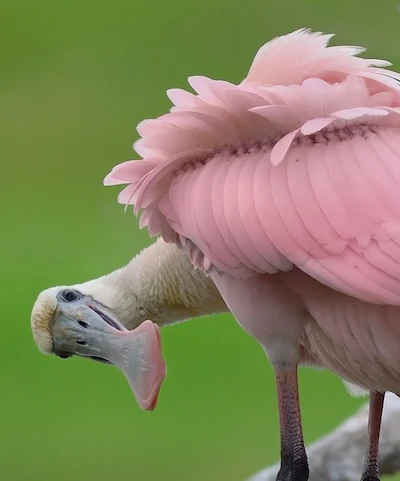 Roseate Spoonbill on Aruba.