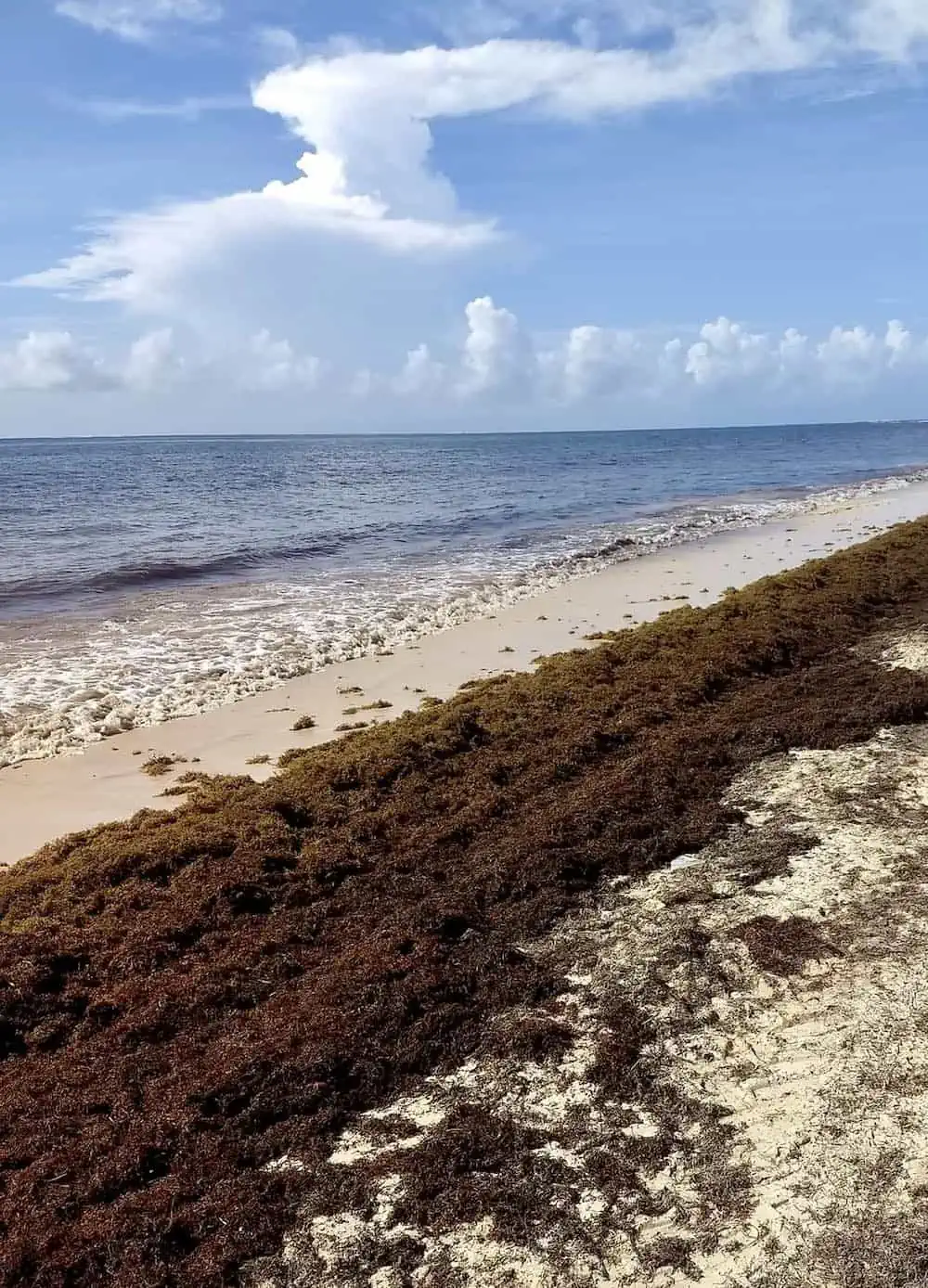Sargassum seaweed in June 2023 on Mexico's Caribbean Coast. 