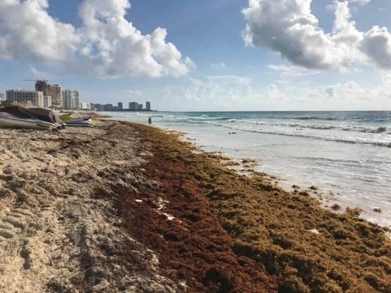 Sargassum seaweed in Cancun 2018