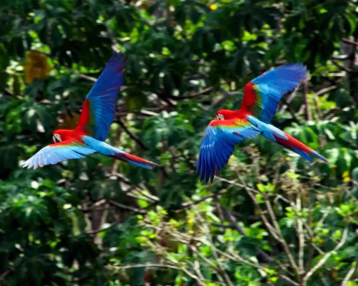 Scarlet macaws in the rainforest.