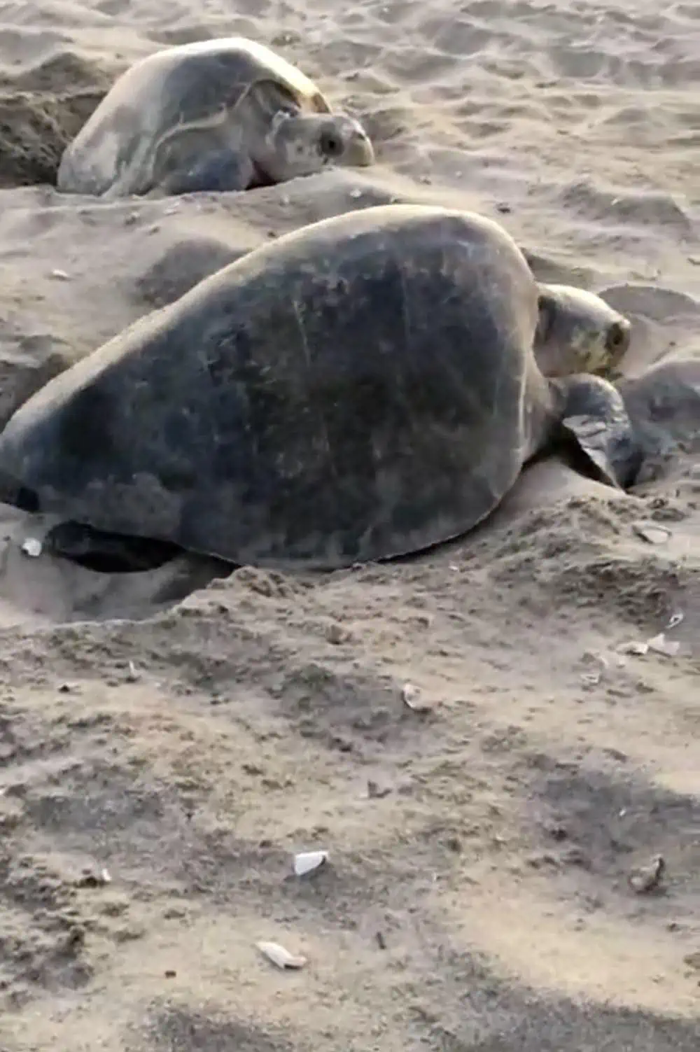 Sea turtles nesting on a beach in Oaxaca Mexico. 