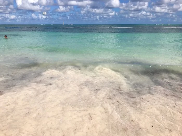 Seaweed in Punta Cana 2019