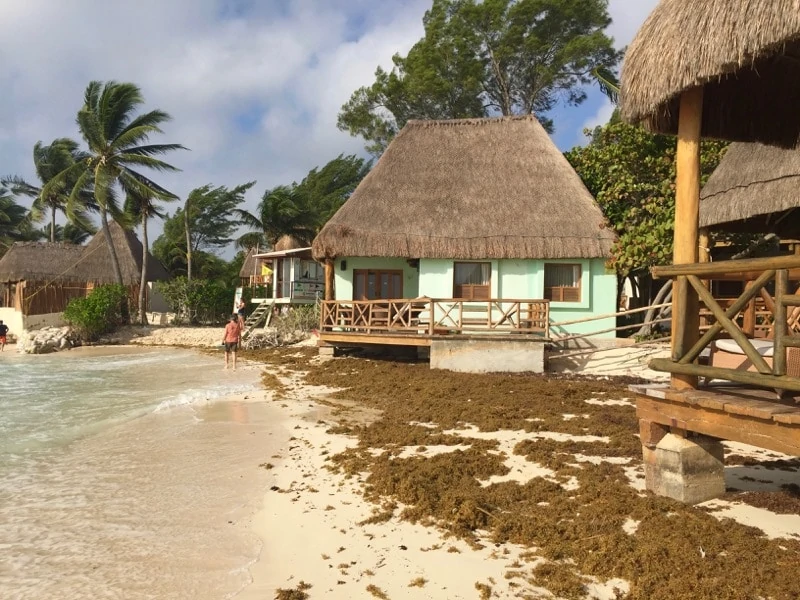 Seaweed on Beach in Playa del Carmen Mexico