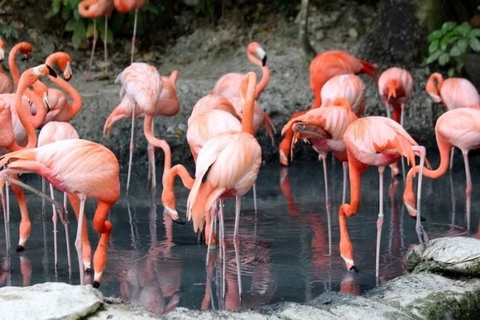 Caribbean Flamingos - Credit Pexels