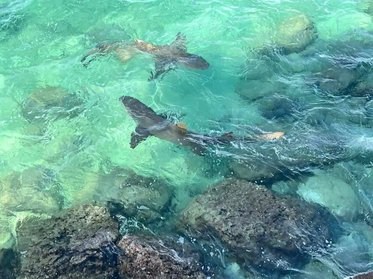 Lemon sharks swimming with rocks. 