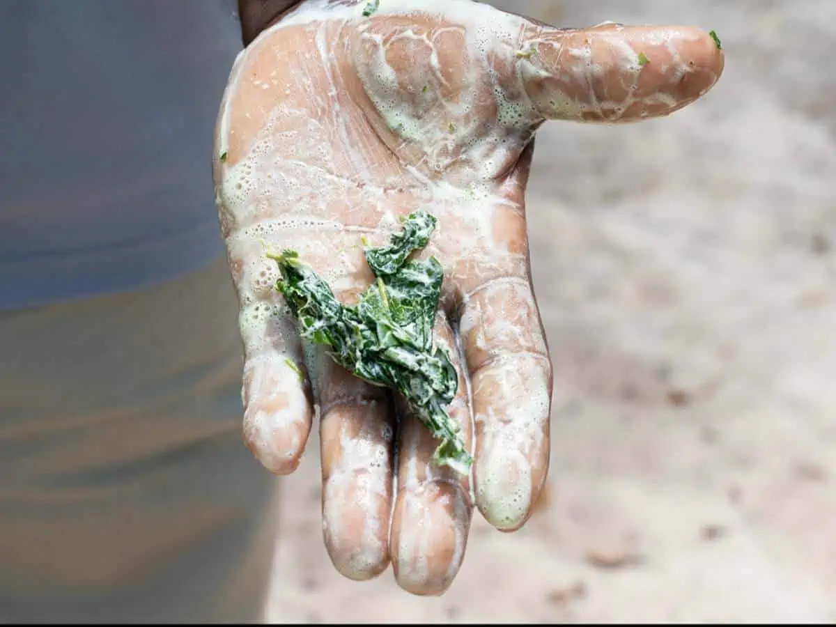 Hand holding a plant. 