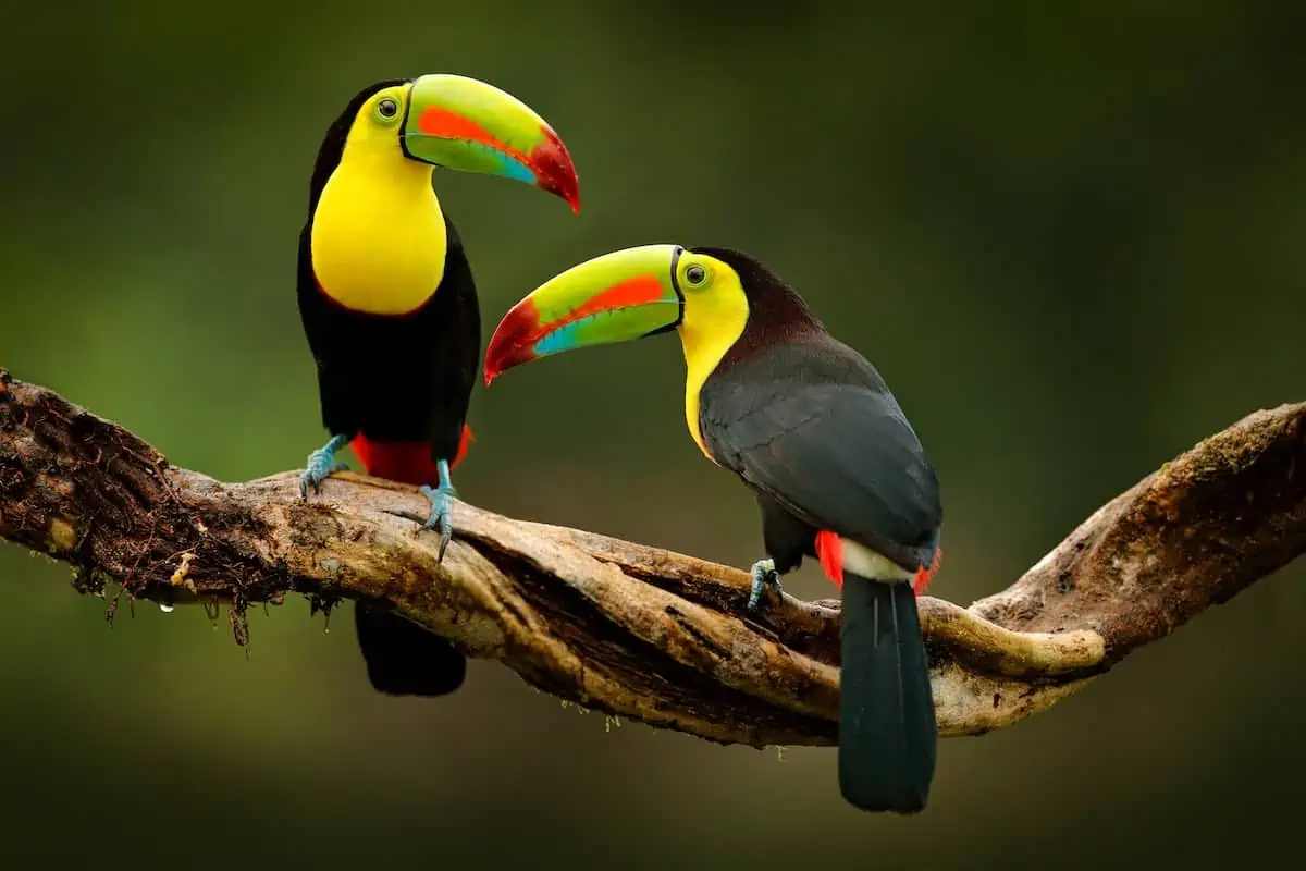 Two toucans in a tree in the jungle.