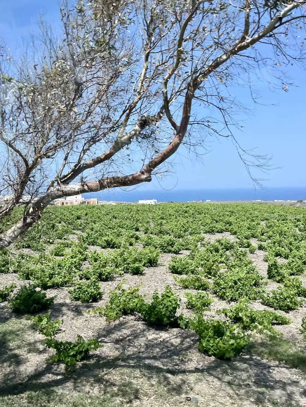 A vineyard in Santorini with low-lying "kouloura" a basket formation close to the ground, providing protection from winds and natural moisture retention.