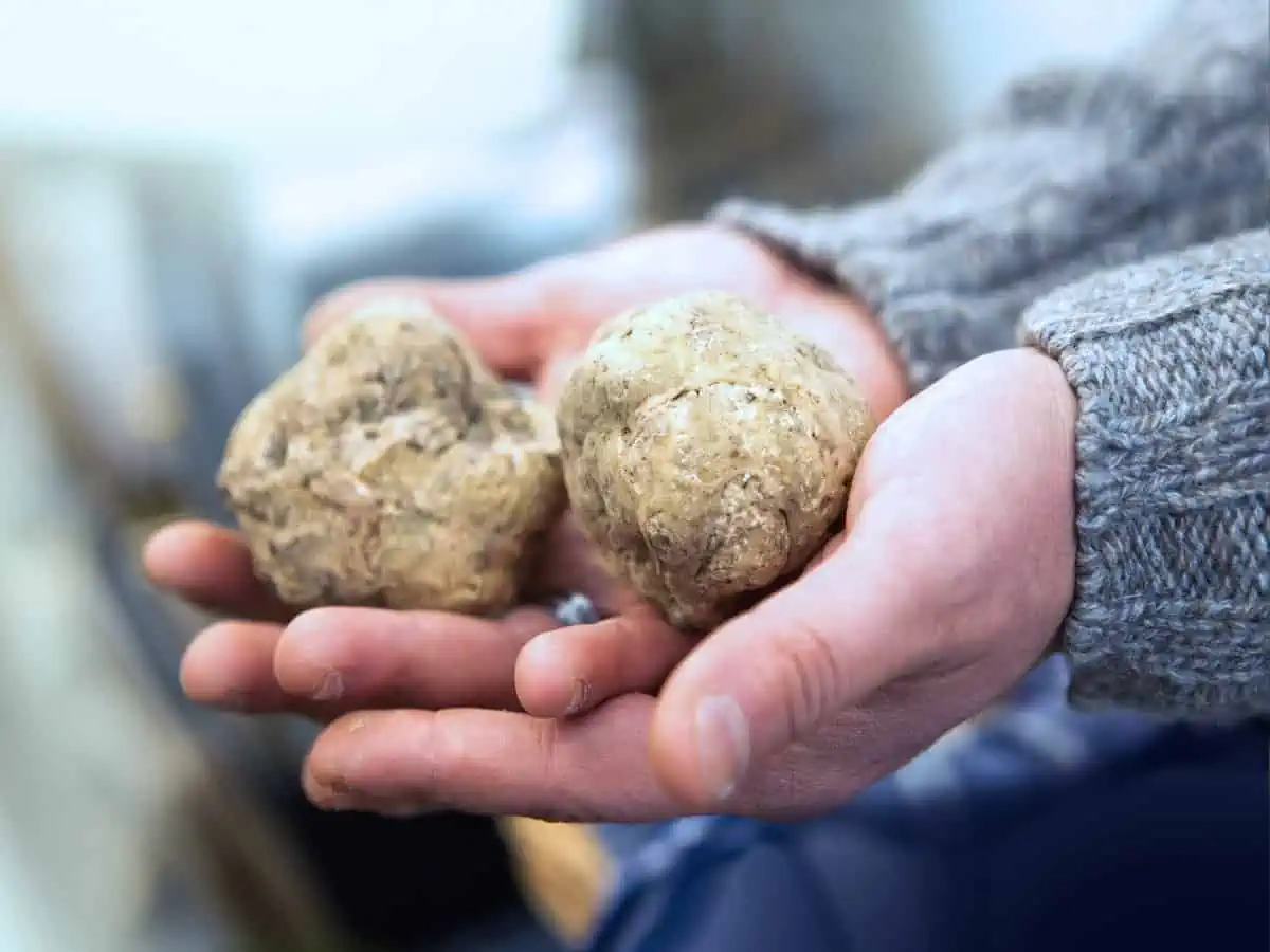 A person holding white truffles in their hands.