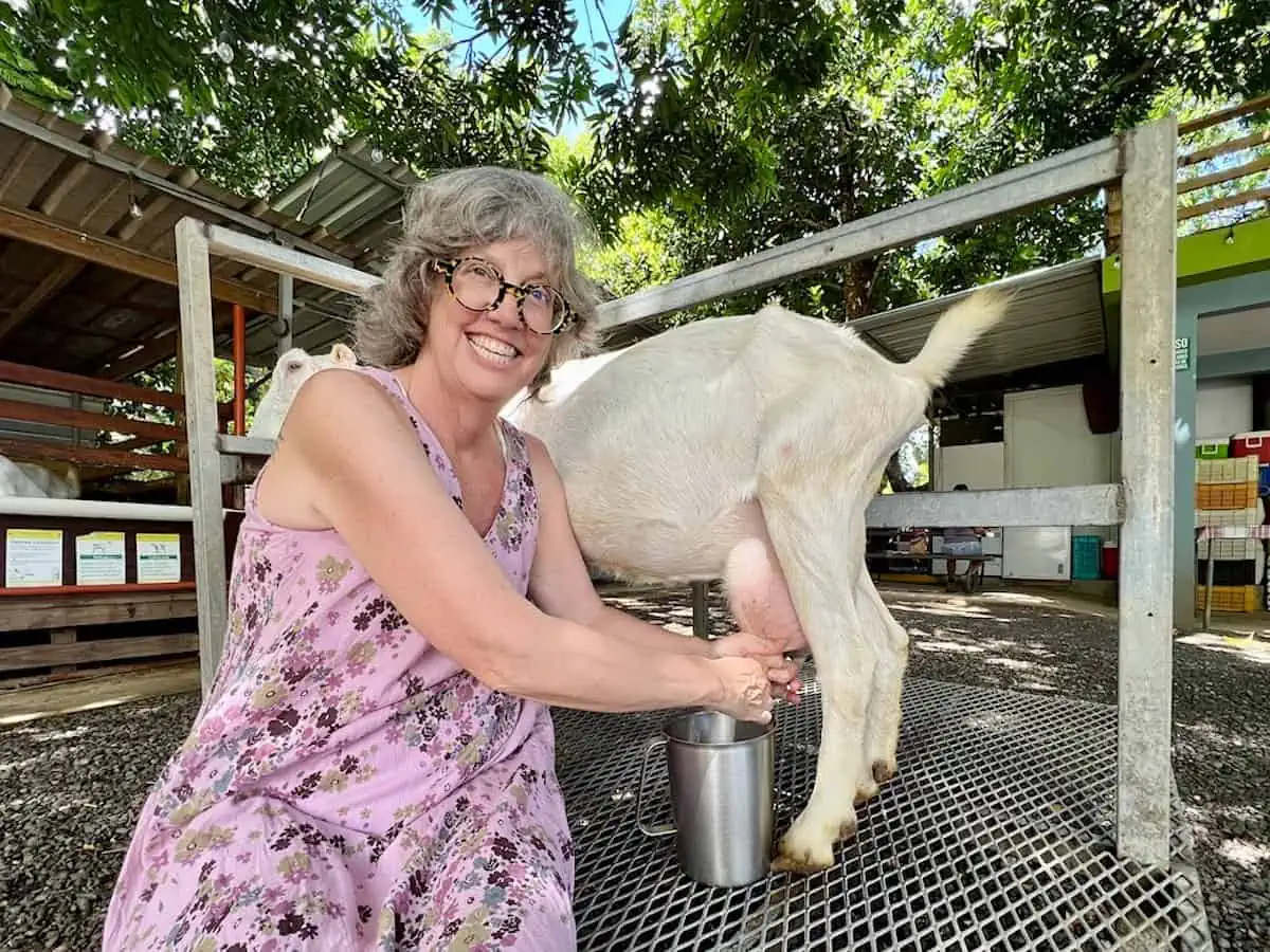 Writer Jennifer Bain milks a goat named Chimbi during a farm tour. 